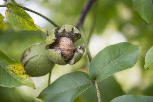 Pecan Nut